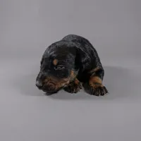 Alduin, a male Doberman Pinscher for sale in Brantley, AL – 2 of 2