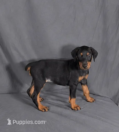 Myrcella – Doberman Pinscher puppy for sale in Brantley, AL