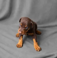 Melot, a female Doberman Pinscher for sale in Brantley, AL – 2 of 2