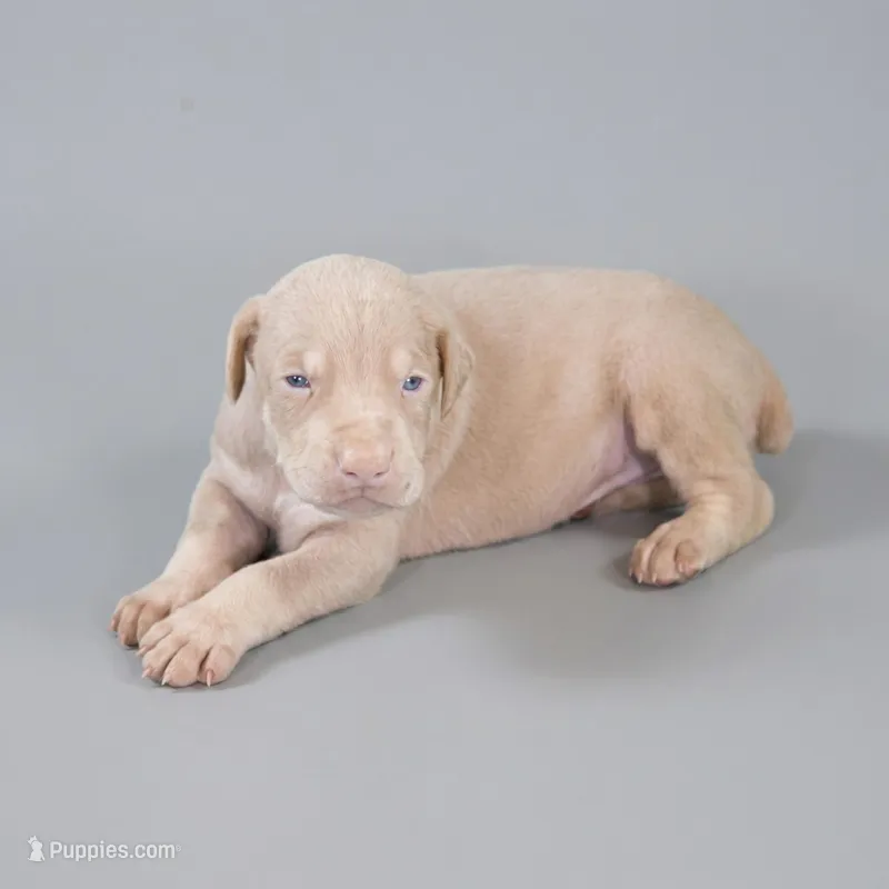 Silvan – Doberman Pinscher puppy on hold in Brantley, AL