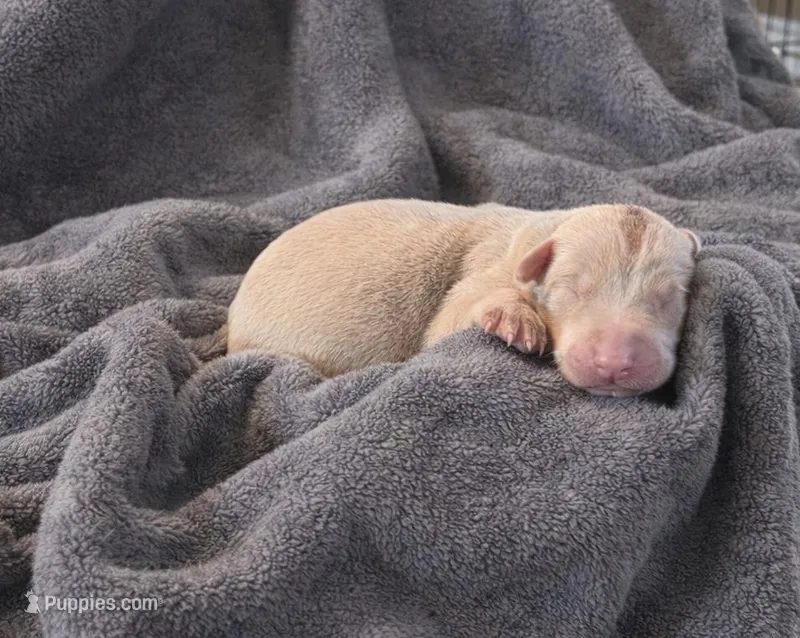 Silvan – Doberman Pinscher puppy for sale in Brantley, AL