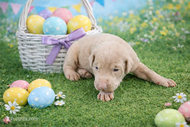 Silvan – Doberman Pinscher puppy for sale in Brantley, AL