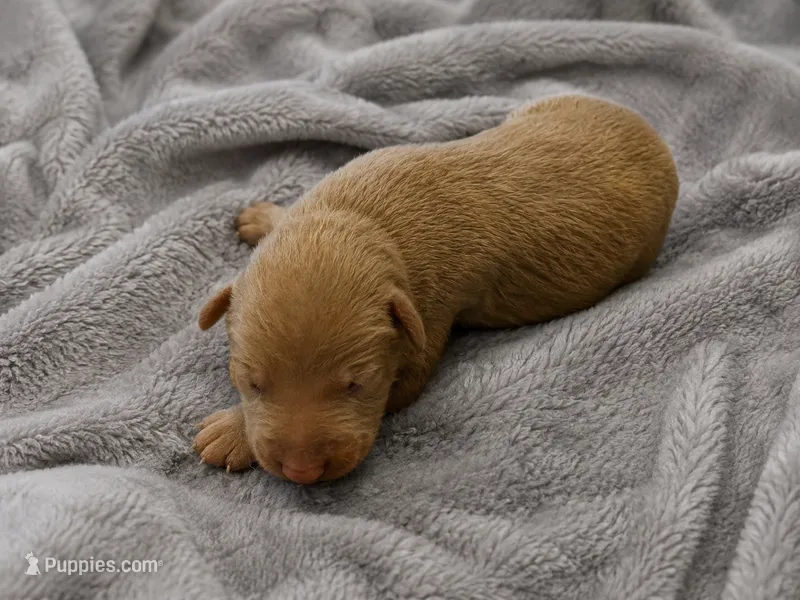 Zuriel – Doberman Pinscher puppy for sale in Brantley, AL