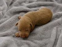 Zuriel, a male Doberman Pinscher for sale in Brantley, AL – 1 of 1
