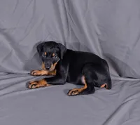 Baron "The Boss", a male Doberman Pinscher for sale in Brantley, AL – 3 of 3
