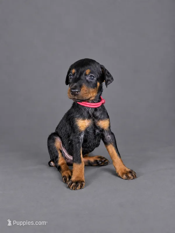 Myrcella – Doberman Pinscher puppy for sale in Brantley, AL