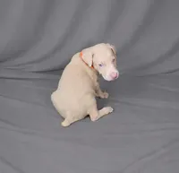 Imperius, a male Doberman Pinscher for sale in Brantley, AL – 2 of 3