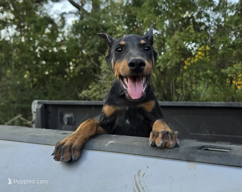 Azrael – Doberman Pinscher puppy for sale in Brantley, AL