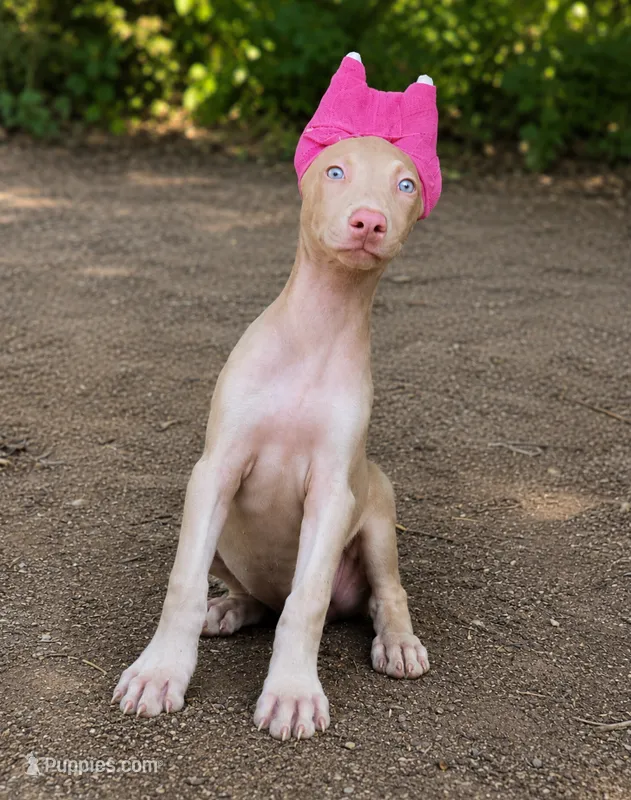 Auriel – Doberman Pinscher puppy for sale in Brantley, AL