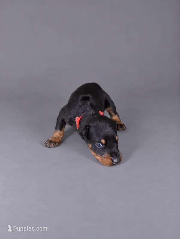 Jorah – Doberman Pinscher puppy for sale in Brantley, AL