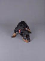 Jorah, a male Doberman Pinscher for sale in Brantley, AL – 1 of 1