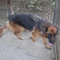 Jenga, a female German Shepherd Dog for sale in Brantley, AL – Photo 2 of 3