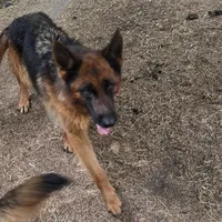 Jenga, a female German Shepherd Dog for sale in Brantley, AL – Photo 1 of 3