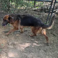 Jenga, a female German Shepherd Dog for sale in Brantley, AL – Photo 3 of 3