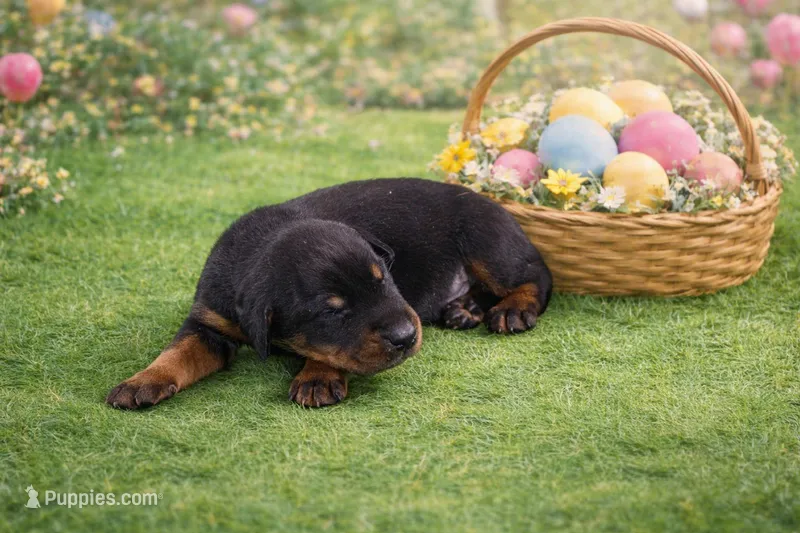 Erebus – Doberman Pinscher puppy for sale in Brantley, AL