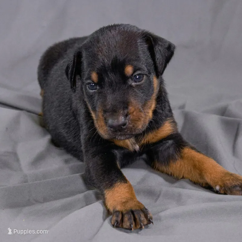 Erebus – Doberman Pinscher puppy on hold in Brantley, AL