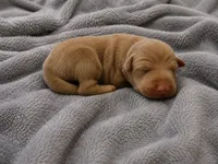Seren, a female Doberman Pinscher for sale in Brantley, AL – 1 of 1