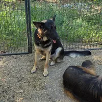 Syrax, a female German Shepherd Dog for sale in Brantley, AL – Photo 3 of 4