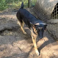 Syrax, a female German Shepherd Dog for sale in Brantley, AL – Photo 4 of 4