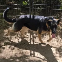 Syrax, a female German Shepherd Dog for sale in Brantley, AL – Photo 1 of 4