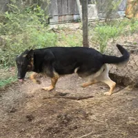 Syrax, a female German Shepherd Dog for sale in Brantley, AL – Photo 2 of 4