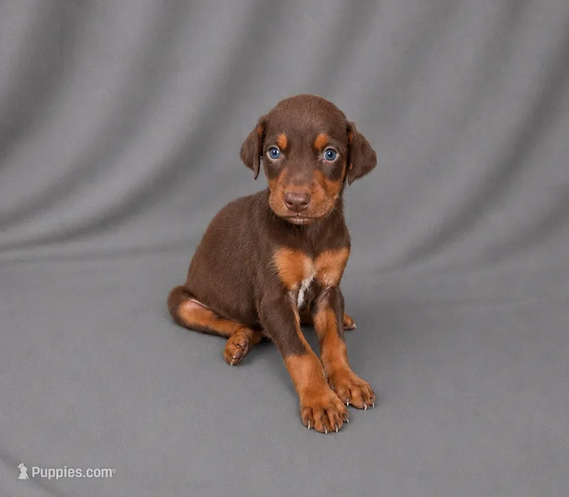 Bear – Doberman Pinscher puppy for sale in Brantley, AL