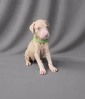 Raziel, a female Doberman Pinscher for sale in Brantley, AL – 2 of 4