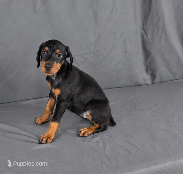 Meera – Doberman Pinscher puppy for sale in Brantley, AL