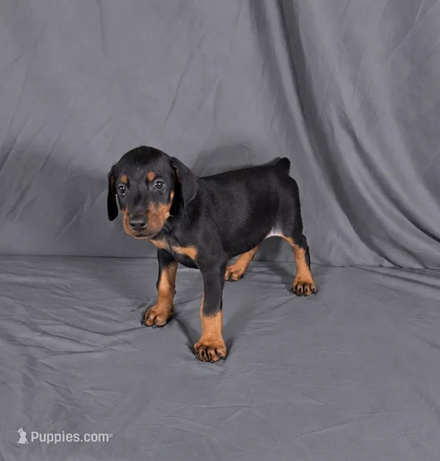 Khal – Doberman Pinscher puppy for sale in Brantley, AL