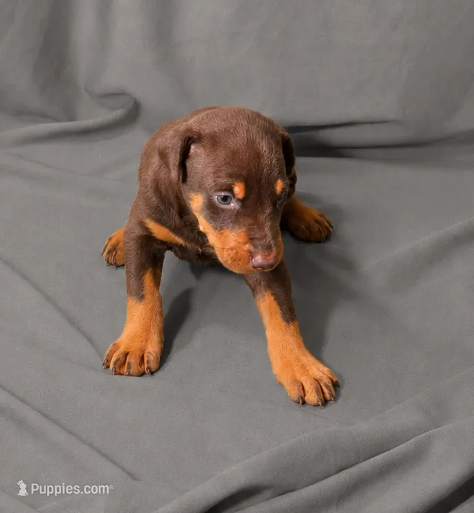 Melot – Doberman Pinscher puppy for sale in Brantley, AL