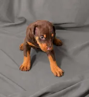 Melot, a female Doberman Pinscher for sale in Brantley, AL – 1 of 2