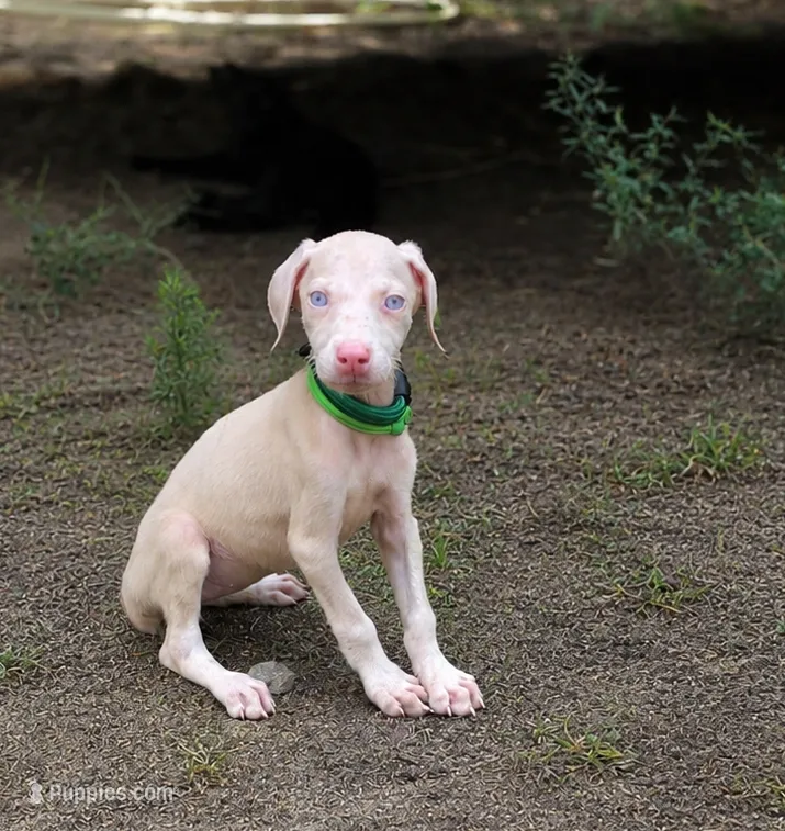 Raziel – Doberman Pinscher puppy for sale in Brantley, AL