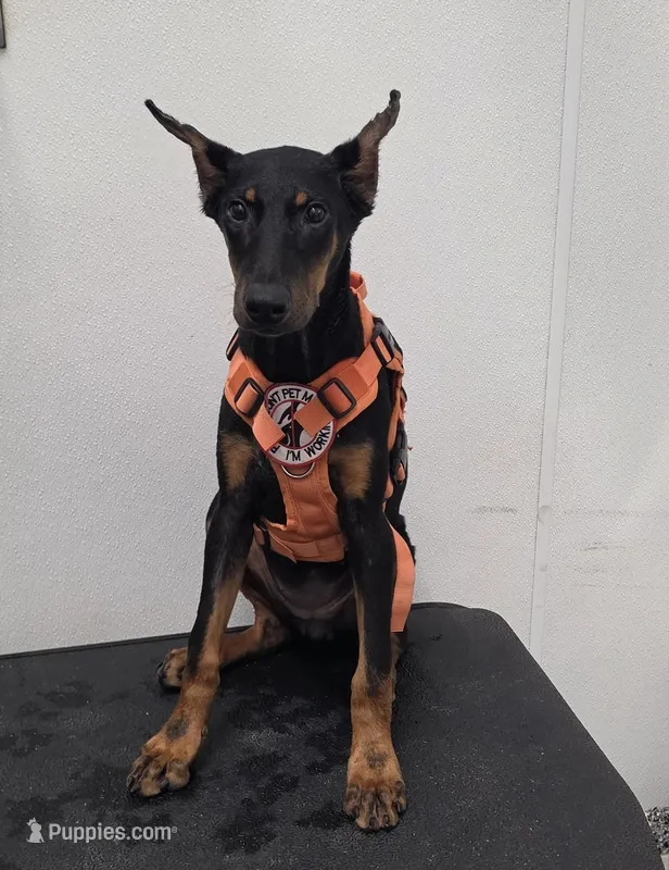 Guardiankins Queen Of All Dragons  – Doberman Pinscher puppy for sale in Brantley, AL