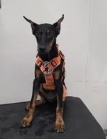 Guardiankins Queen Of All Dragons , a female Doberman Pinscher for sale in Brantley, AL – 1 of 1