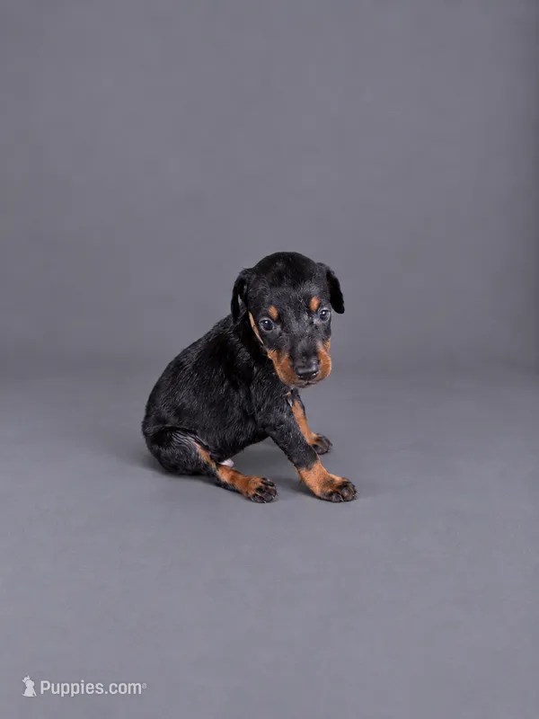 Euron – Doberman Pinscher puppy for sale in Brantley, AL