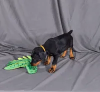 Charlie, a male Doberman Pinscher for sale in Brantley, AL – 4 of 4