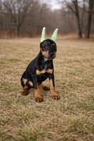 GKK No Greater Love, a female Doberman Pinscher for sale in Brantley, AL – Photo 2 of 2
