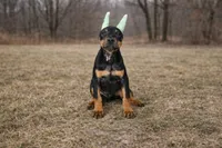 GKK No Greater Love, a female Doberman Pinscher for sale in Brantley, AL – Photo 1 of 2