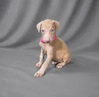 Auriel, a female Doberman Pinscher for sale in Brantley, AL – 3 of 5
