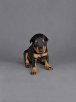 Olenna, a female Doberman Pinscher for sale in Brantley, AL – 1 of 1