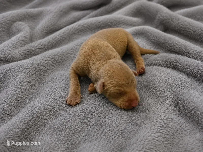 Raziel – Doberman Pinscher puppy for sale in Brantley, AL