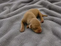 Raziel, a male Doberman Pinscher for sale in Brantley, AL – 1 of 1