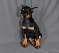 Tempra, a female Doberman Pinscher for sale in Brantley, AL – 4 of 5