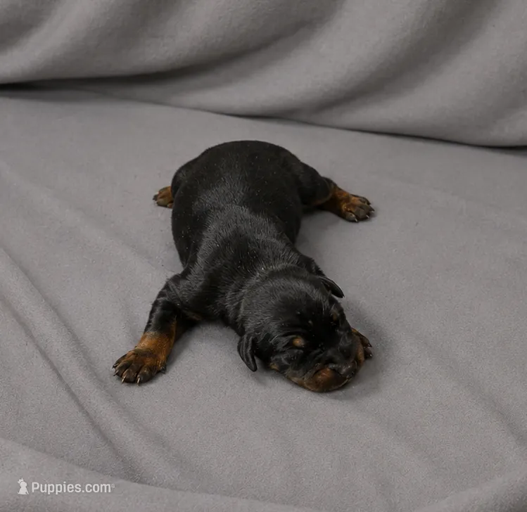 Azrael – Doberman Pinscher puppy for sale in Brantley, AL