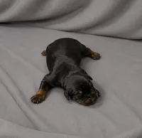 Azrael, a male Doberman Pinscher for sale in Brantley, AL – 1 of 1