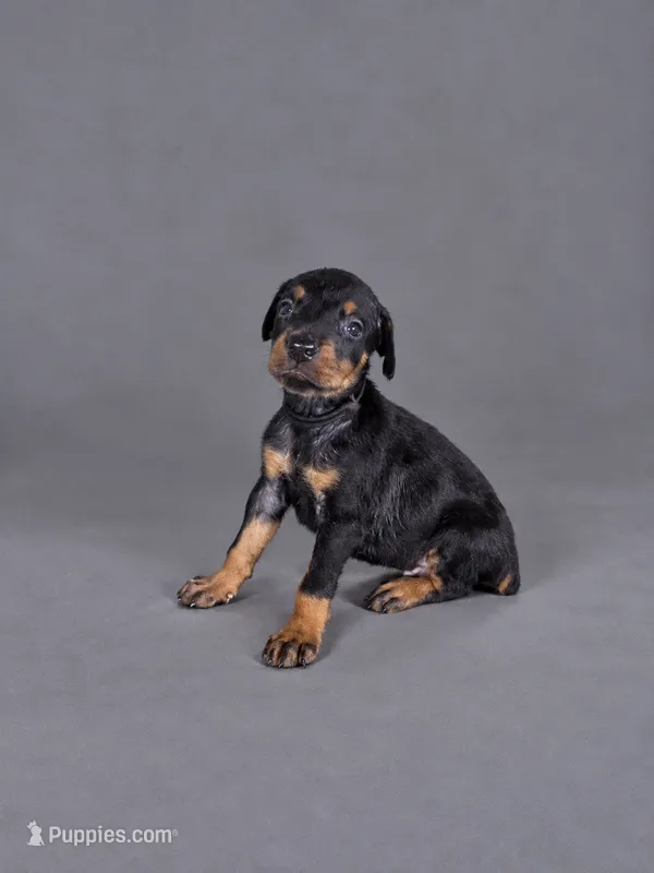 Loras – Doberman Pinscher puppy for sale in Brantley, AL