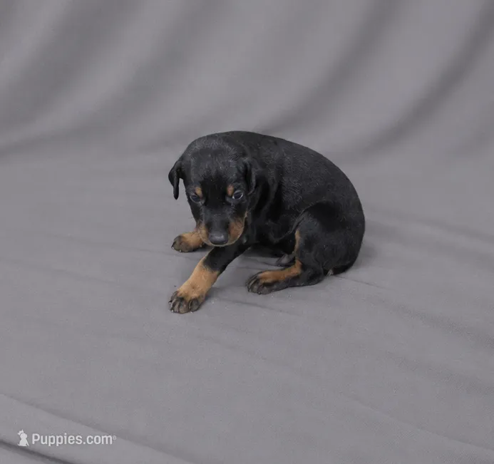Azrael – Doberman Pinscher puppy for sale in Brantley, AL