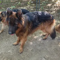Jango, a male German Shepherd Dog for sale in Brantley, AL – Photo 3 of 4