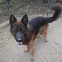 Jango, a male German Shepherd Dog for sale in Brantley, AL – Photo 4 of 4