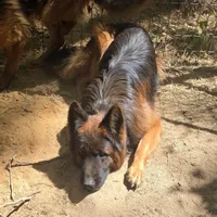Jango, a male German Shepherd Dog for sale in Brantley, AL – Photo 2 of 4
